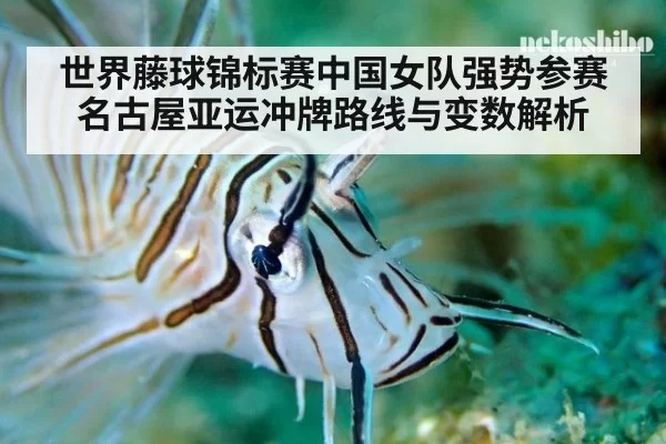 世界藤球锦标赛中国女队强势参赛 名古屋亚运冲牌路线与变数解析